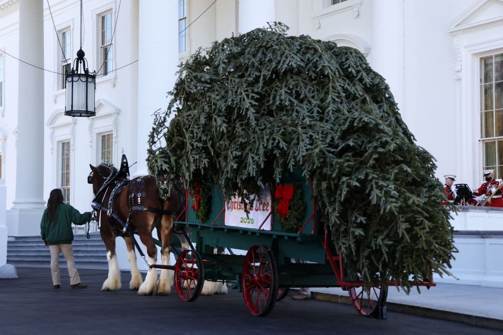 Dan Taylor, ganador del Concurso Nacional de Árboles de Navidad, entregó el árbol premiado a la Primera Dama en el Pórtico Norte en un carruaje tirado por caballos.