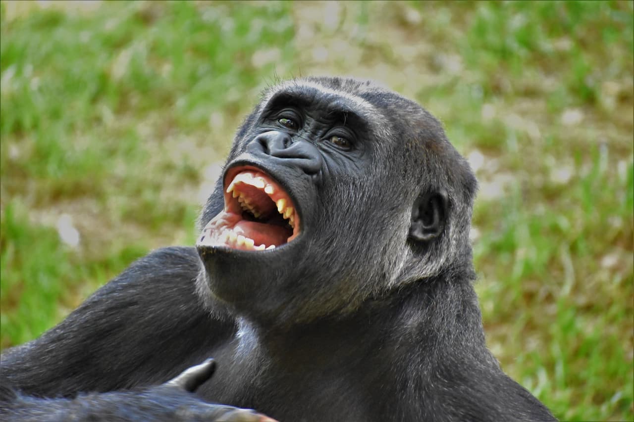 Zoológico de Atlanta reabre sus puertas: Lo que debe saber antes de visitar el parque