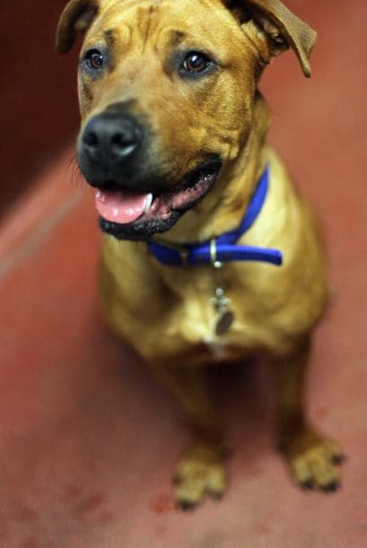 Pero la ventaja más importante de adoptar a un amigo peludo será que tendrás al perro más agradecido de todos, y el que te dará más amor y cariño sin pedirte nada a cambio.