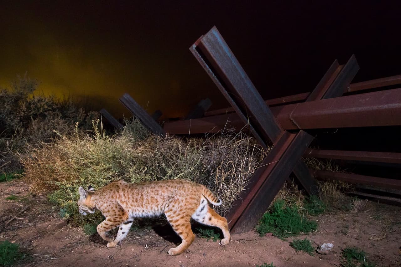 Un lince pasando de Sonora (méxico) a Arizona (EEUU). Este es uno de los animales amenazados por la reducción de su hábitat natural. Los animales necesitan pasar de un lado a otro y no saben si están en Estados Unidos o México”, agregó el fotógrafo. Para ellos no hay una frontera” concluyó.
<br>