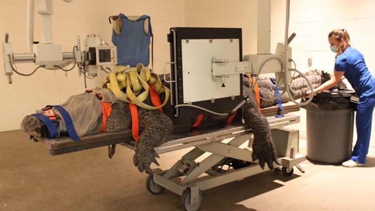 Este enorme cocodrilo fue trasladado al hospital veterinario de la Universidad de Florida, para una evaluación médica. 
<br>