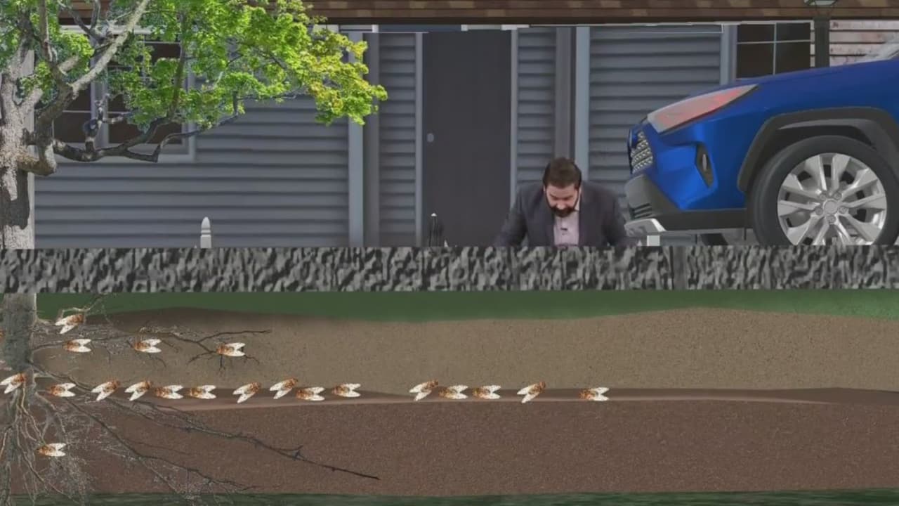 ¿Qué son las cigarras y por qué hacen ese ruido? Albert Martínez nos dice todo sobre esos animalitos