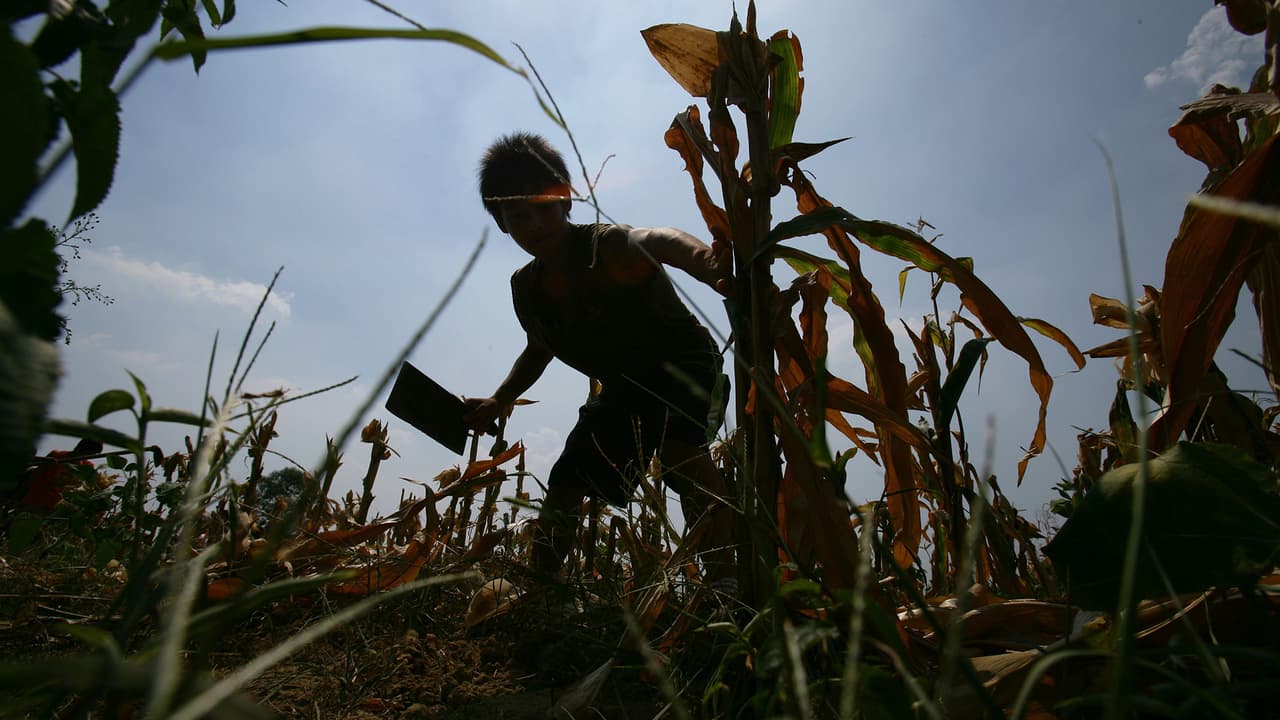 Es muy difícil sustituir el trigo y el maíz, “el consumidor no va a poder evitar este incremento de precios que estamos viento en la comida”, concluyó el experto.