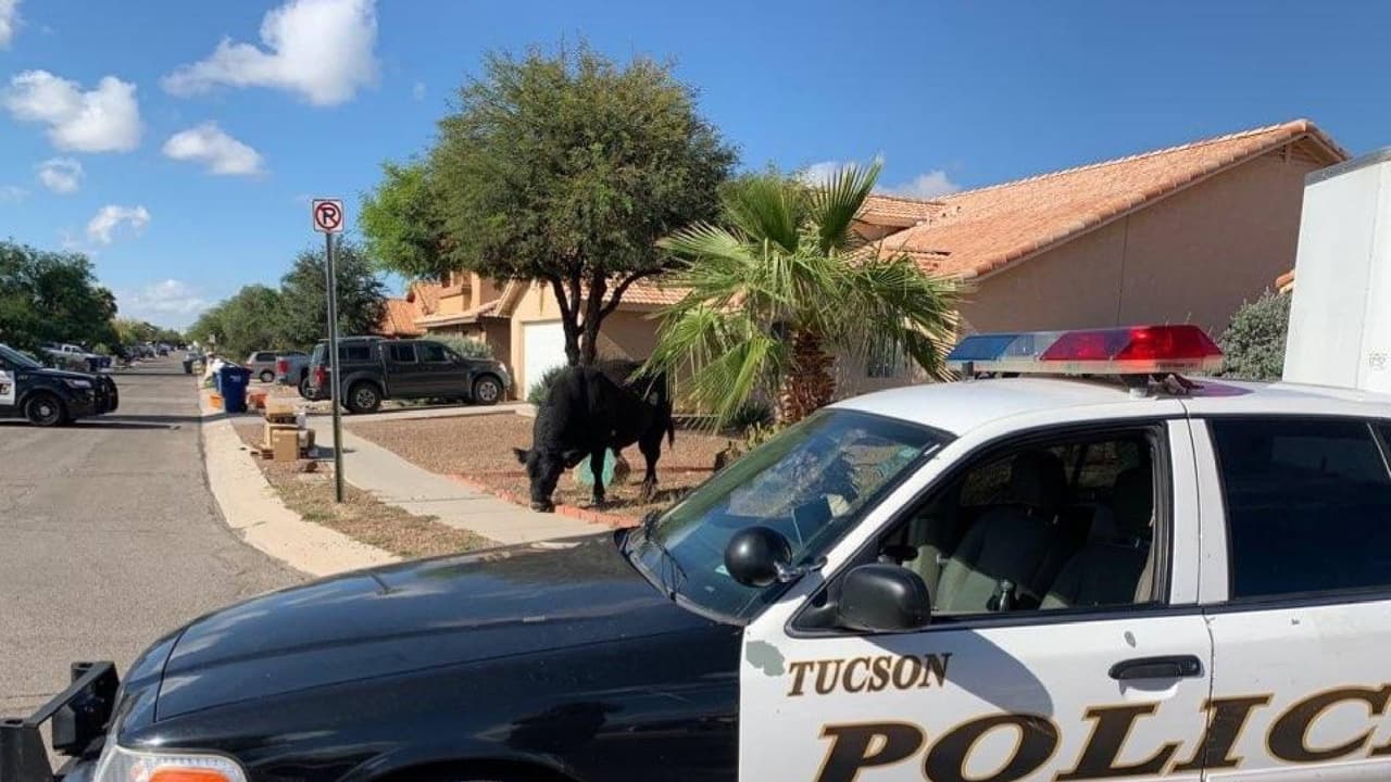 “Oficiales localizaron al toro cerca de S. Rita Rd. y E. Pale Topaz en el lado este de Tucson. Los oficiales acorralaron al toro hasta las 11 am cuando llegó un ranchero local y recuperó al animal”, dijo Francisco Magos de la policía de Tucson mediante un correo electrónico hacia
<a href="https://www.univision.com/local/arizona-ktvw/">Univision Arizona</a>.
<br>