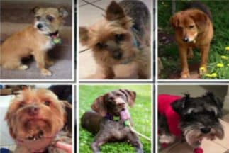 Estaban siendo cuidados por una guardería cuando dos hombres armados se robaron la van que los transportaba.