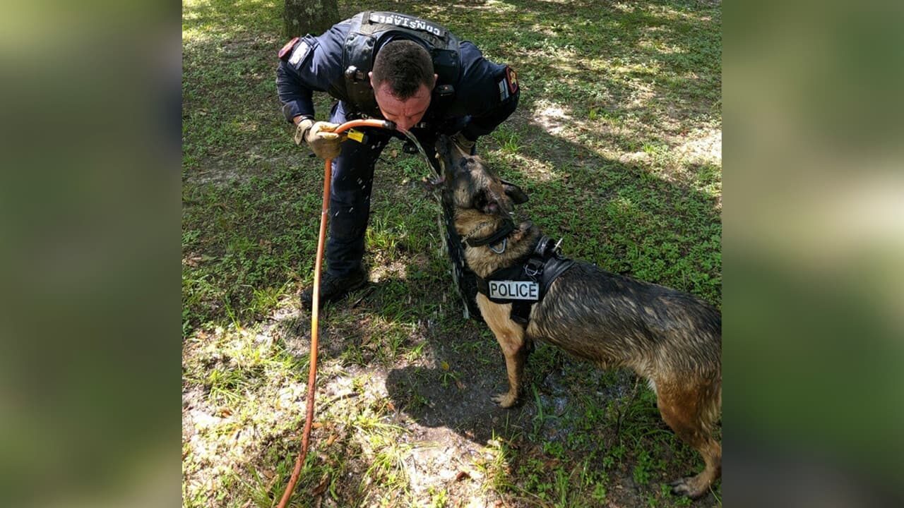 Un perro K9 llamado Rudo se despide y es jubilado tras seis años de servicio.