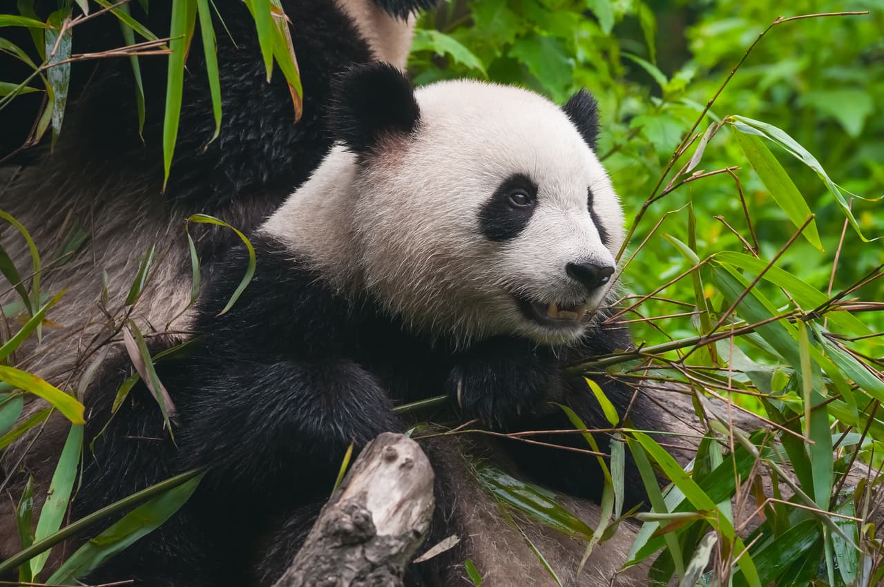 Desde 2003 que se instauró el programa de reintroducción han habido muchos obstáculos y fracasos, incluyendo animales liberados que no sobrevivieron ni un año en libertad. Sin embargo, ya en 2016 se liberó un macho que hasta la actualidad sobrevive exitosamente inclusive pasando un invierno particularmente frío y ahora también le acompaña una hembra exitosa también. Aunque estos individuos aún no han alcanzado su madurez sexual, por lo que no se puede evaluar el éxito o fracaso reproductivo, ya están bien instruidos a través de los ‘videos tutoriales’.