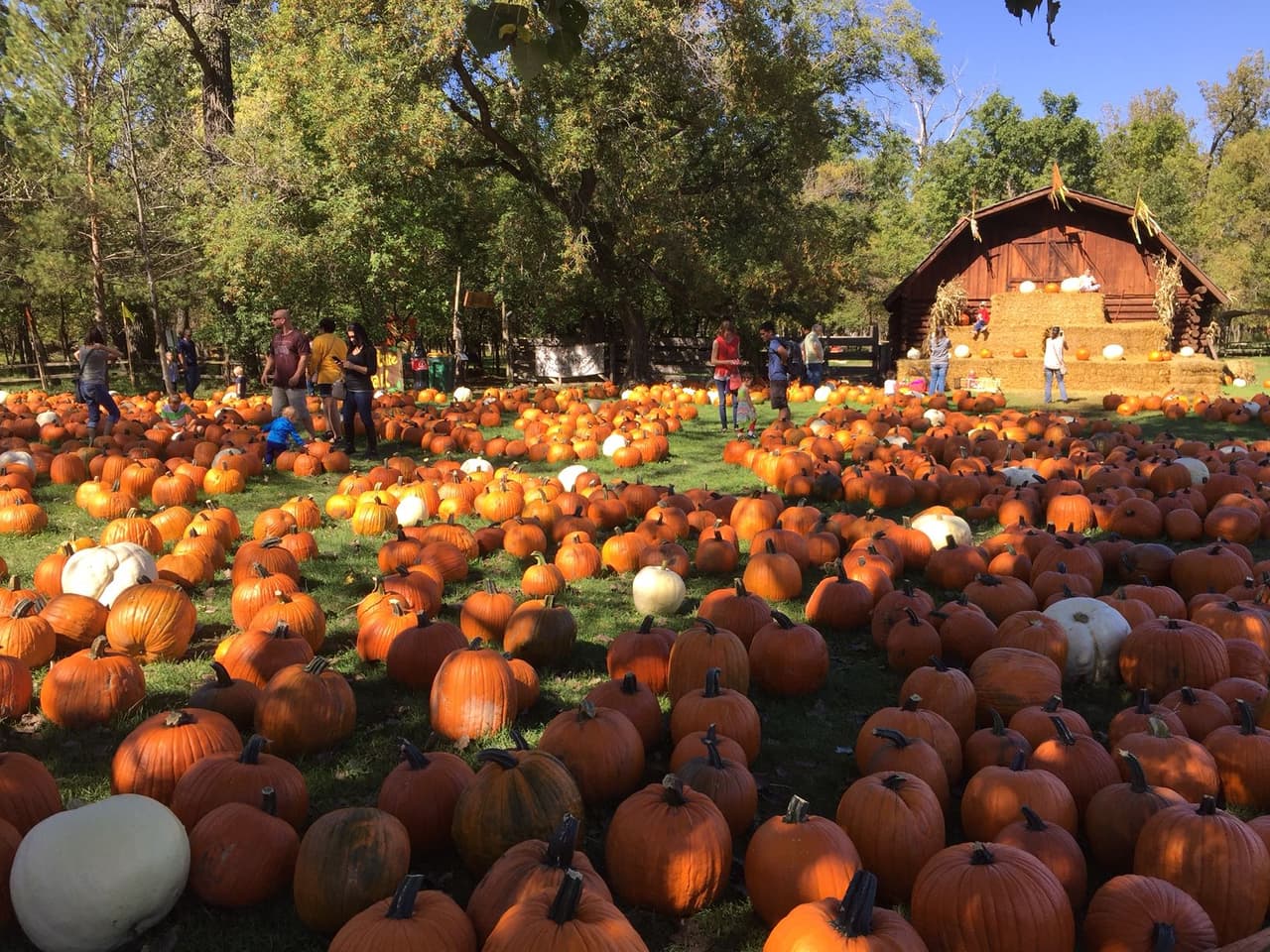 <b><a href="http://www.hallspumpkinfarm.net/" target="_blank">Visitar un huerto de calabazas:</a> </b>Recolectar calabazas es una actividad popular en el otoño. Dallas-Fort Worth tiene una gran cantidad de parcelas en donde puedes ir con tus hijos y recolectar calabazas.
<br>