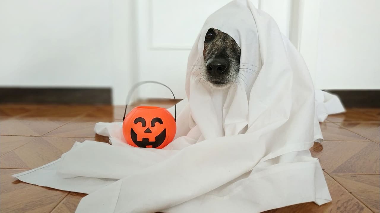 Si eres de los que aman los disfraces de Halloween para mascotas, asegúrate de que éste lo deje moverse libremente y le permita oír, respirar, ladrar y comer normalmente. Por su seguridad, también es importante estar atento al material del que está hecho el disfraz.