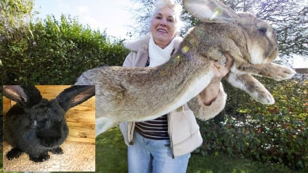 Más para United: ahora se muere un conejo gigante en uno de sus vuelos