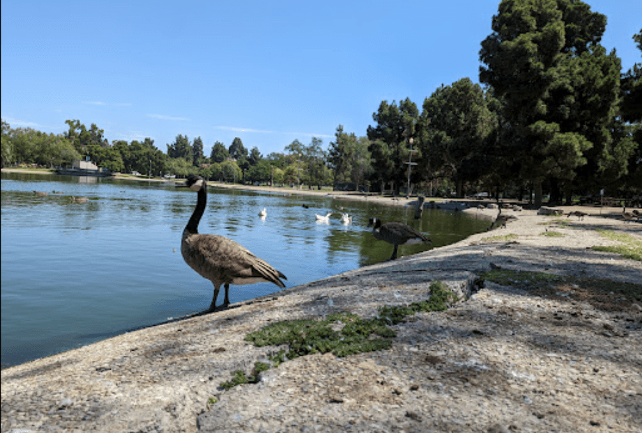 <b>El Dorado Park Ponds</b>
<br>Locación: Long Beach 
<br>Nivel de riesgo: precaución
<br>Manténgase alejado de las algas y la escoria en el agua. No permita que las mascotas entren al agua, beban el agua o coman la escoria de la orilla. Mantenga a los niños alejados de las algas. No coma mariscos de este cuerpo de agua.
<br>