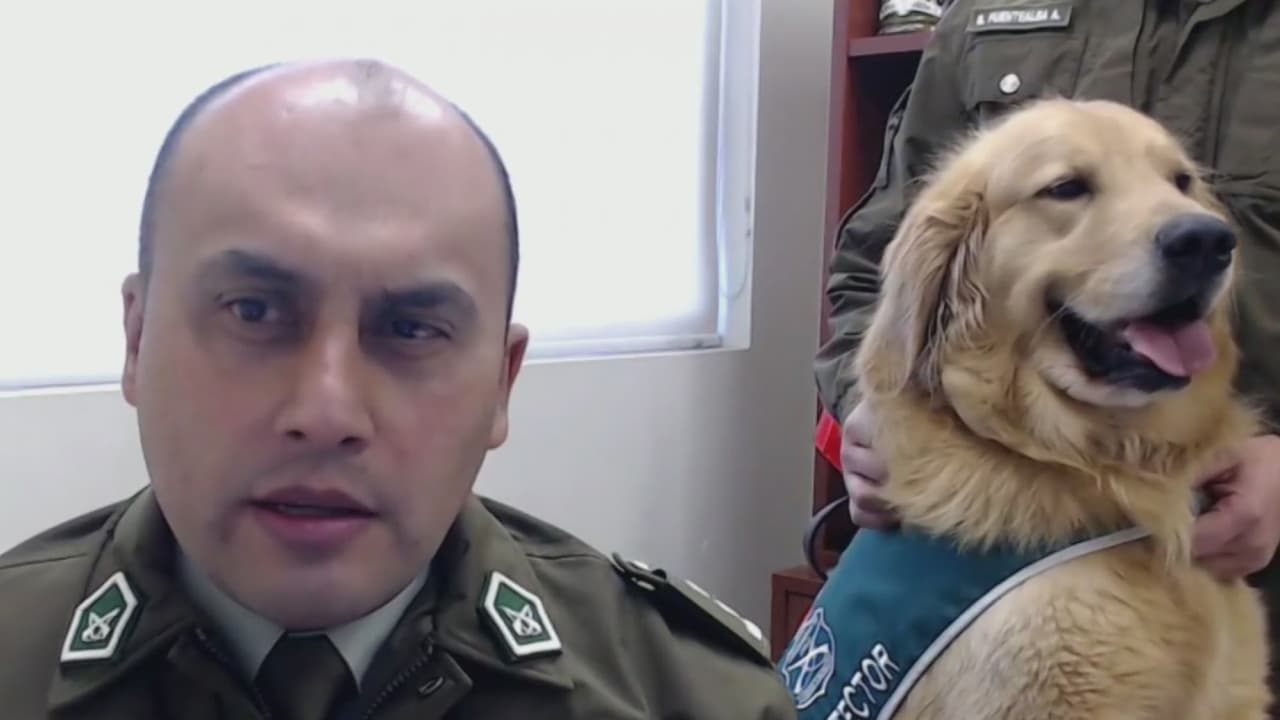 Pero hemos pedido refuerzos, y el mejor amigo del hombre se suma a la lucha contra el covid-19. 
<a href="https://www.univision.com/shows/despierta-america/los-perros-se-suman-a-la-lucha-contra-la-pandemia-chile-acude-a-ayuda-de-cuatro-patas-para-detectar-la-enfermedad-video">Aquí</a> te contamos cómo.