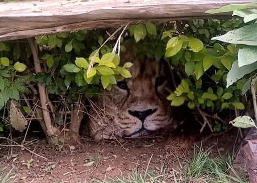 Imagen del supuesto león entre los arbustos.