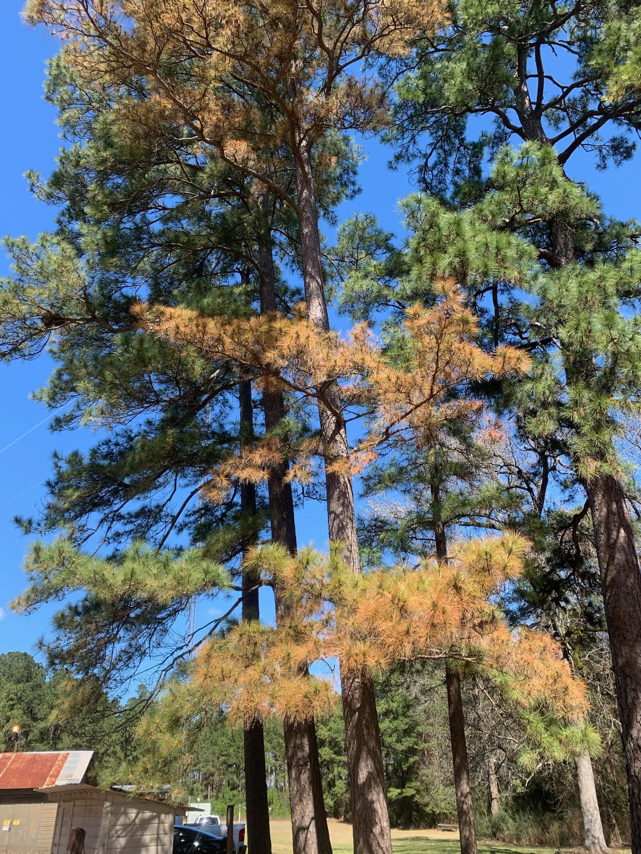 Si el árbol no estaba sano antes de la congelación, es posible que no pueda recuperarse o podría ser el objetivo de insectos y enfermedades a finales de este año.