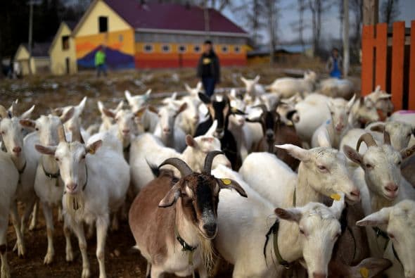 Una tribu de cabras $275: Cinco hembras y un macho son sinónimo de sustentabilidad para una familia.