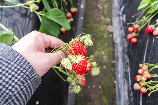 <a href="https://frobergsfarm.com/"><b>Froberg's Farm</b></a>
<b><b> - Alvin, Texas</b></b>
<br>La finca abre sus puertas para que las personas elijan sus fresas desde enero hasta finales de mayo. Ofrecen cubos que debes comprar por $1.25 antes de que comiences a escoger tus fresas. Las fresas cuestan $ 3.00 por libra.