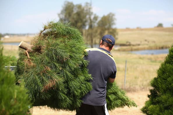 <b>Elgin Christmas Tree Farm</b>
<br>Elgin 
<br>En esta finca puedes cortar tu árbol de Navidad y explorar laberintos navideños a partir del 29 de noviembre a diciembre 22.