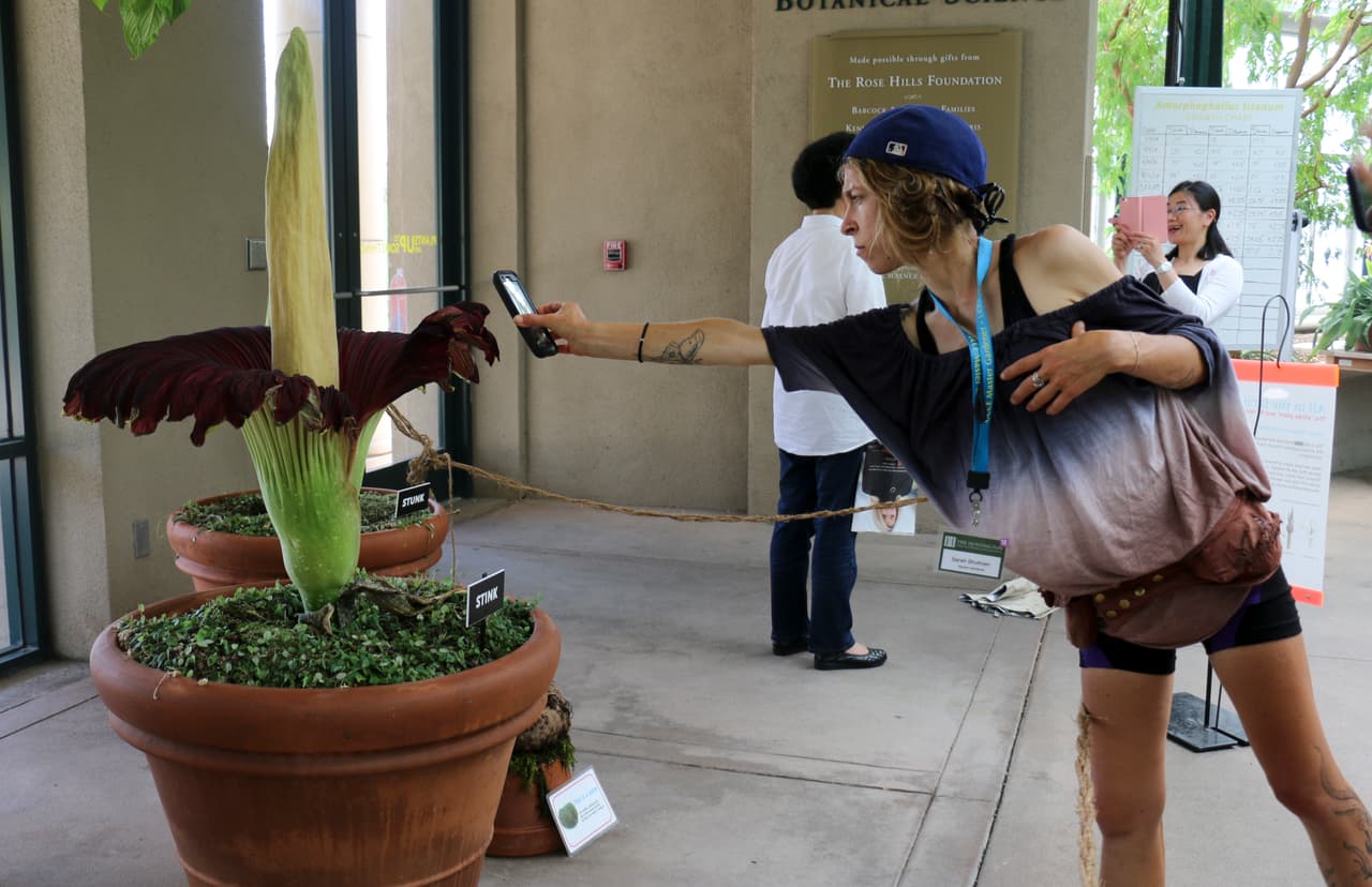 La planta en flor produce dos gases clave: disulfuro de dimetilo y trisulfuro de dimetilo - que también están presentes en animales en descomposición y verduras, según explicó a la prensa Susan Turner-Lowe, vocera de Huntington Library en San Marino al sur de California.