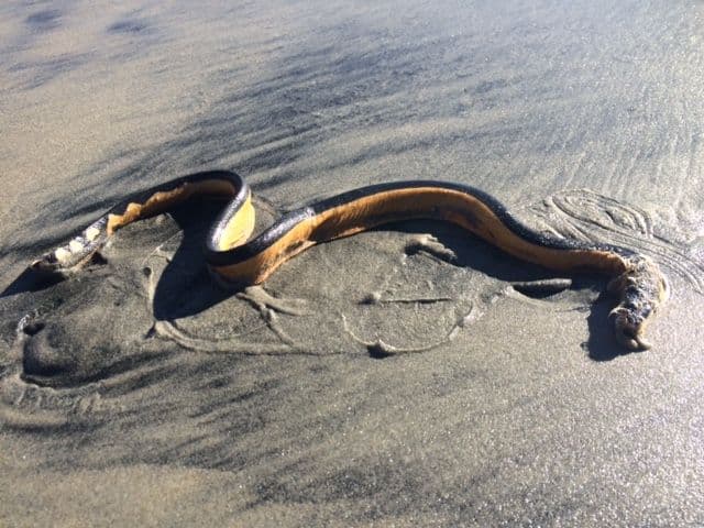 Nuevo hallazgo de una serpiente de mar venenosa en las playas de California 