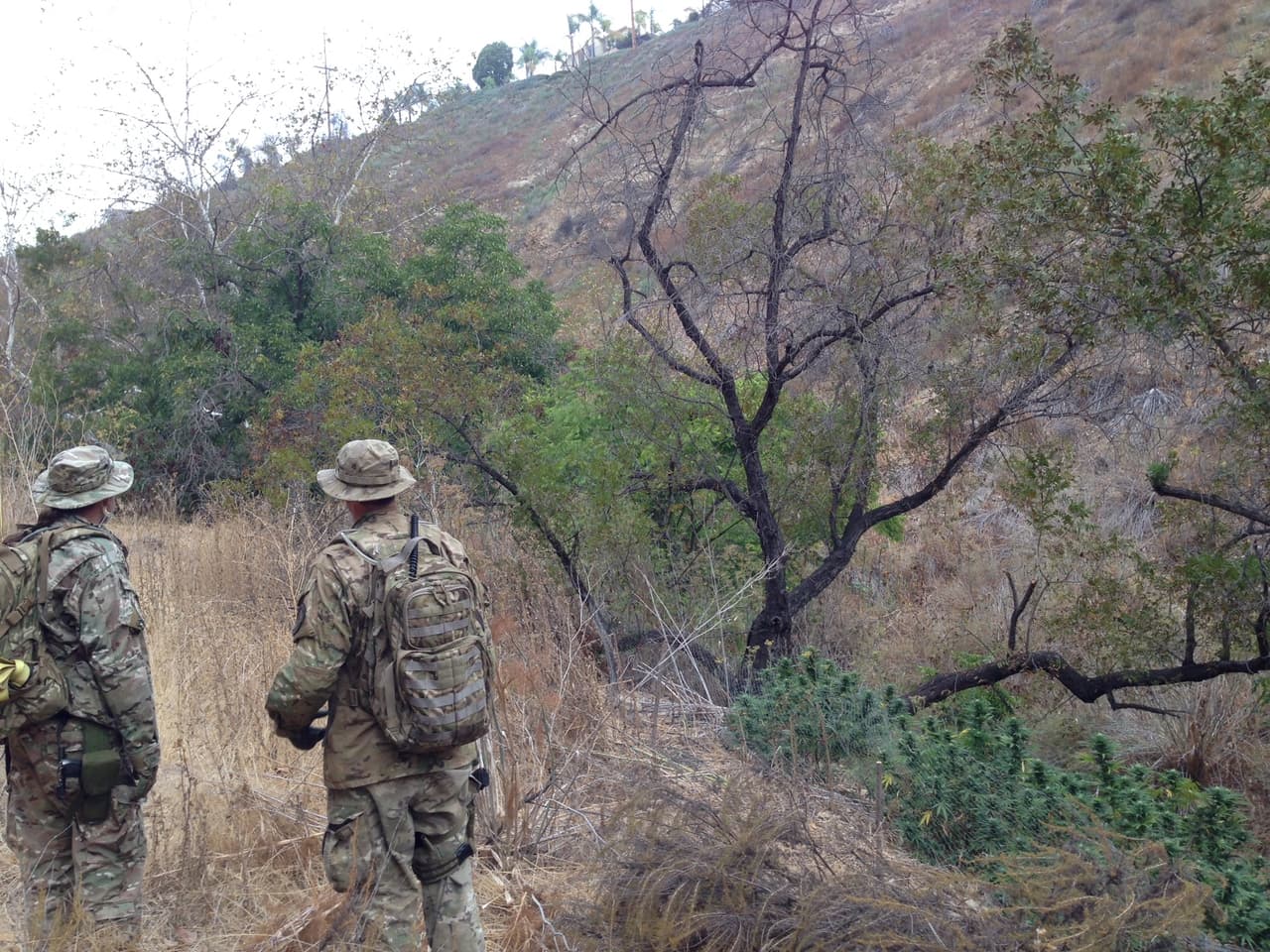 El sembradío ilícito fue creciendo muy cerca de residencias de familias adineradas, una práctica cada vez más común de los narcos en esta región para despistar a las autoridades.