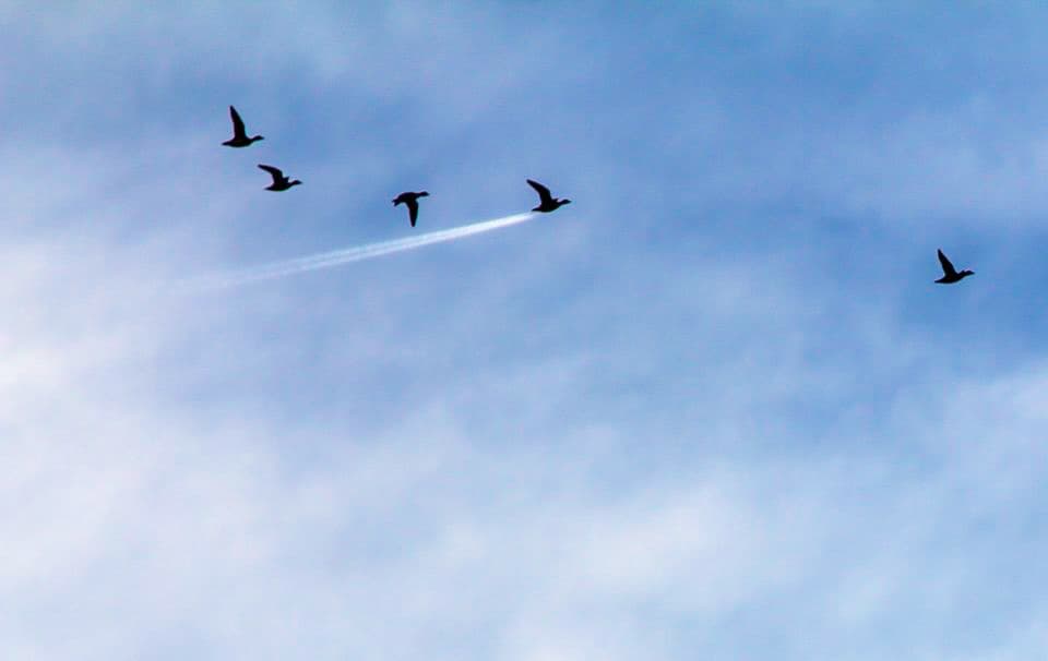 John Threlfall se llevó el premio “en el aire” por esta fotografía de cuatro pájaros volando en la que uno parece que esté dejando atrás una nube de humo, como si fuera un avión.