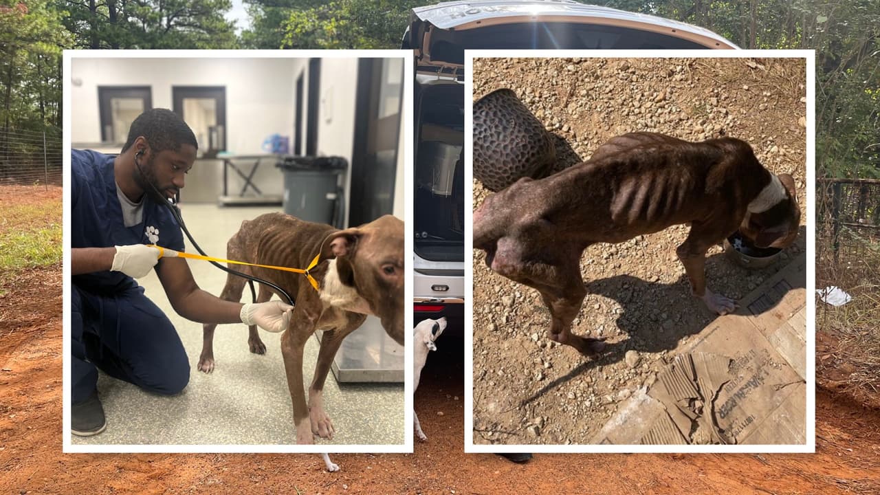 Rescatan a 16 perros demacrados que estaban abandonados en una casa en Crockett, Texas
