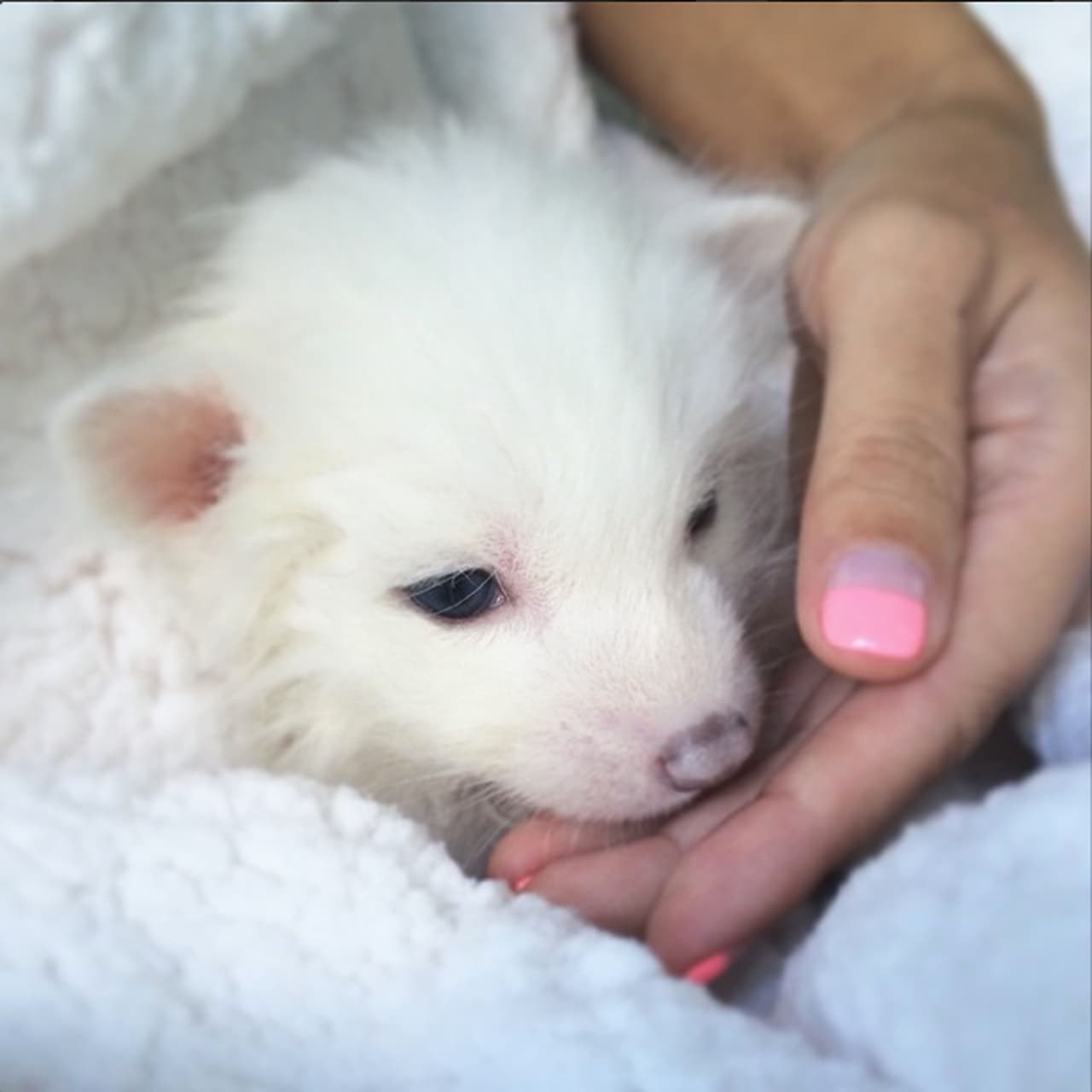 El pequeño Rylai se está convirtiendo en una estrella en las redes sociales por su encanto.