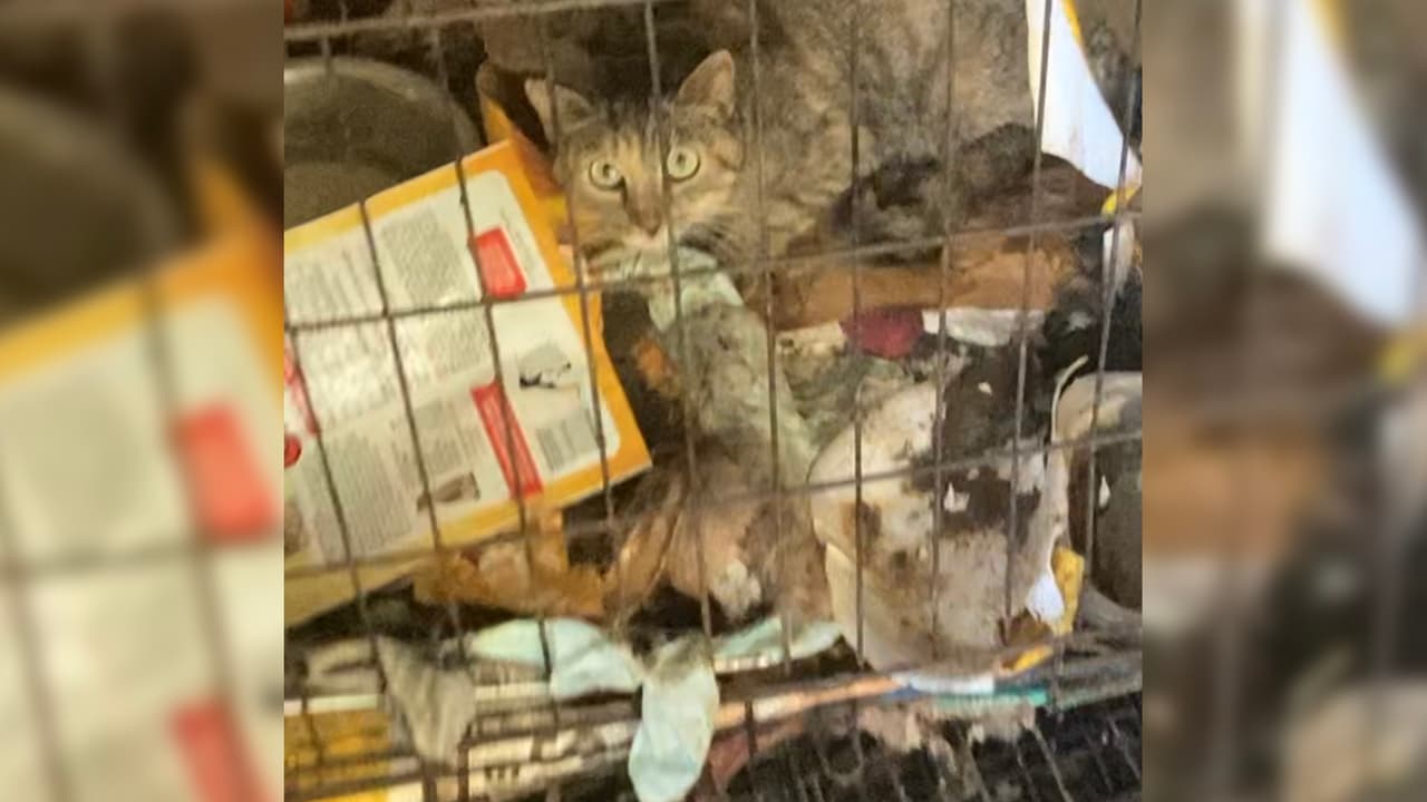 Eran 11 perros demacrados, siete gatos y ocho cachorros que vivían en condiciones terribles en la propiedad localizada en las calles Almeda Genoa y Fuqua en el sur de Houston.