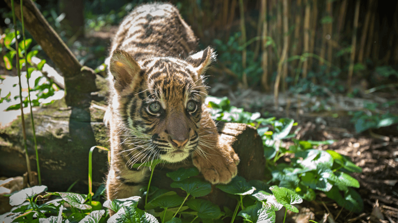 Es la subespecie más pequeña de los tigres y está en peligro de extinción.
