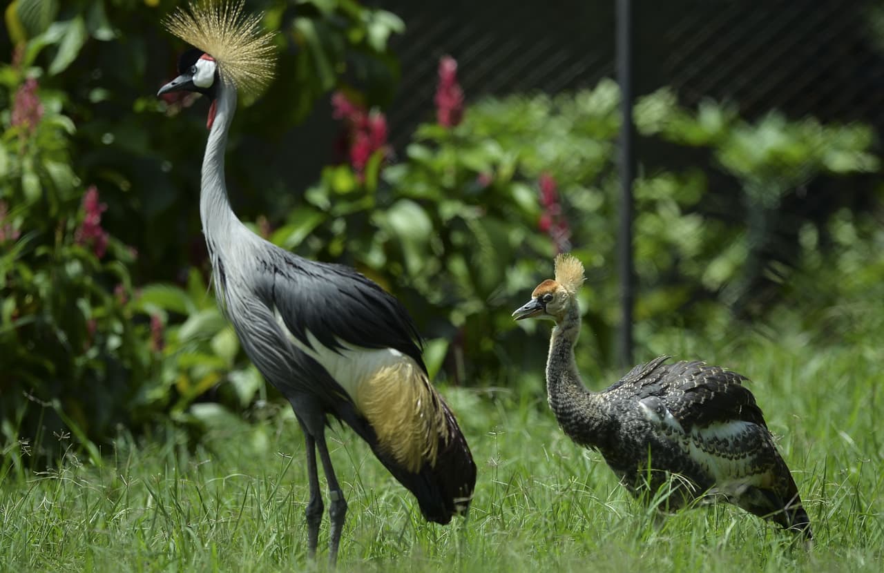 Aves de muchos colores y tamaños.