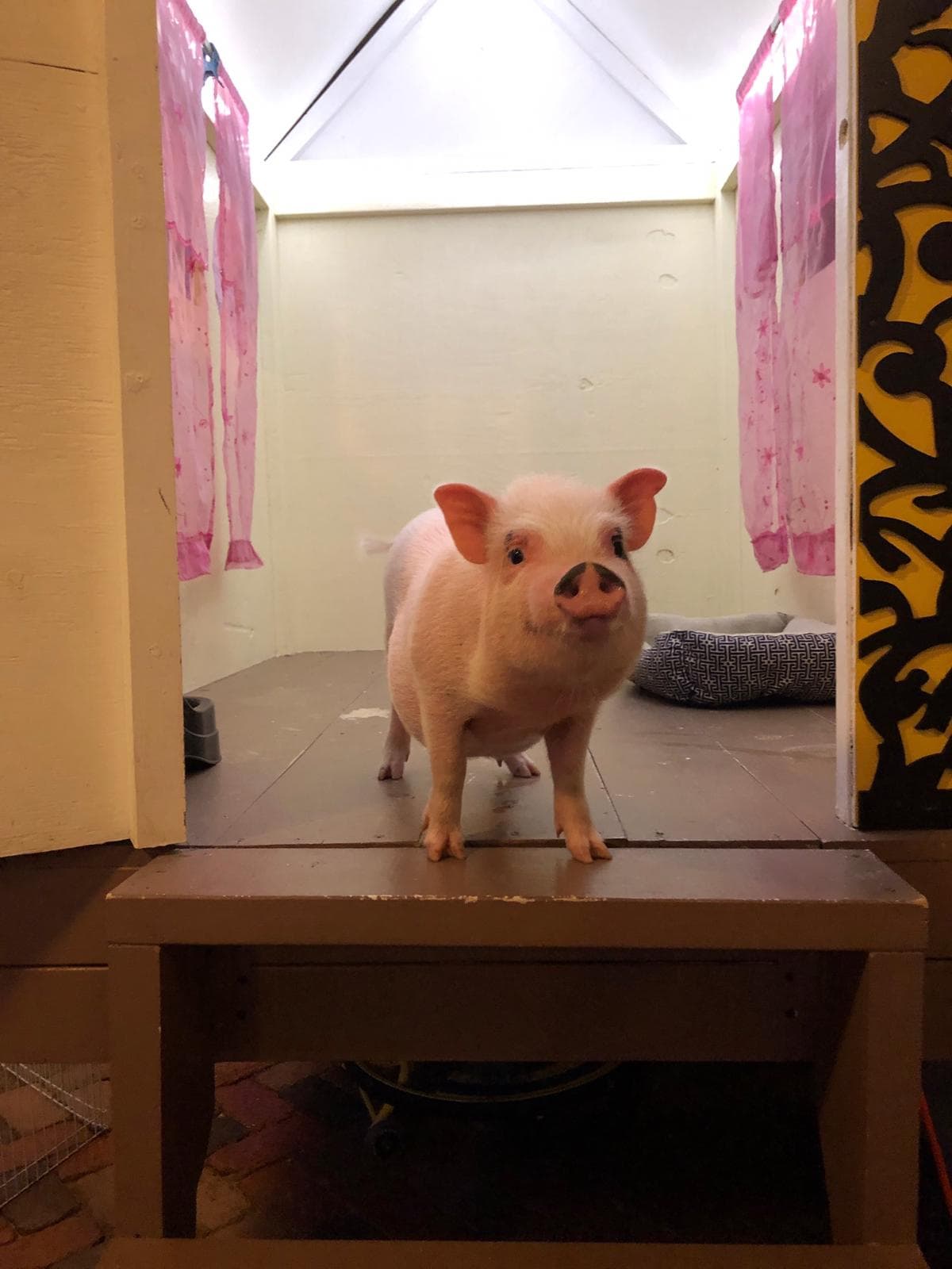 Según la familia Velasco se cree que quien se llevo a Hamilton lo liberó por la difusión de su búsqueda en noticias 23.