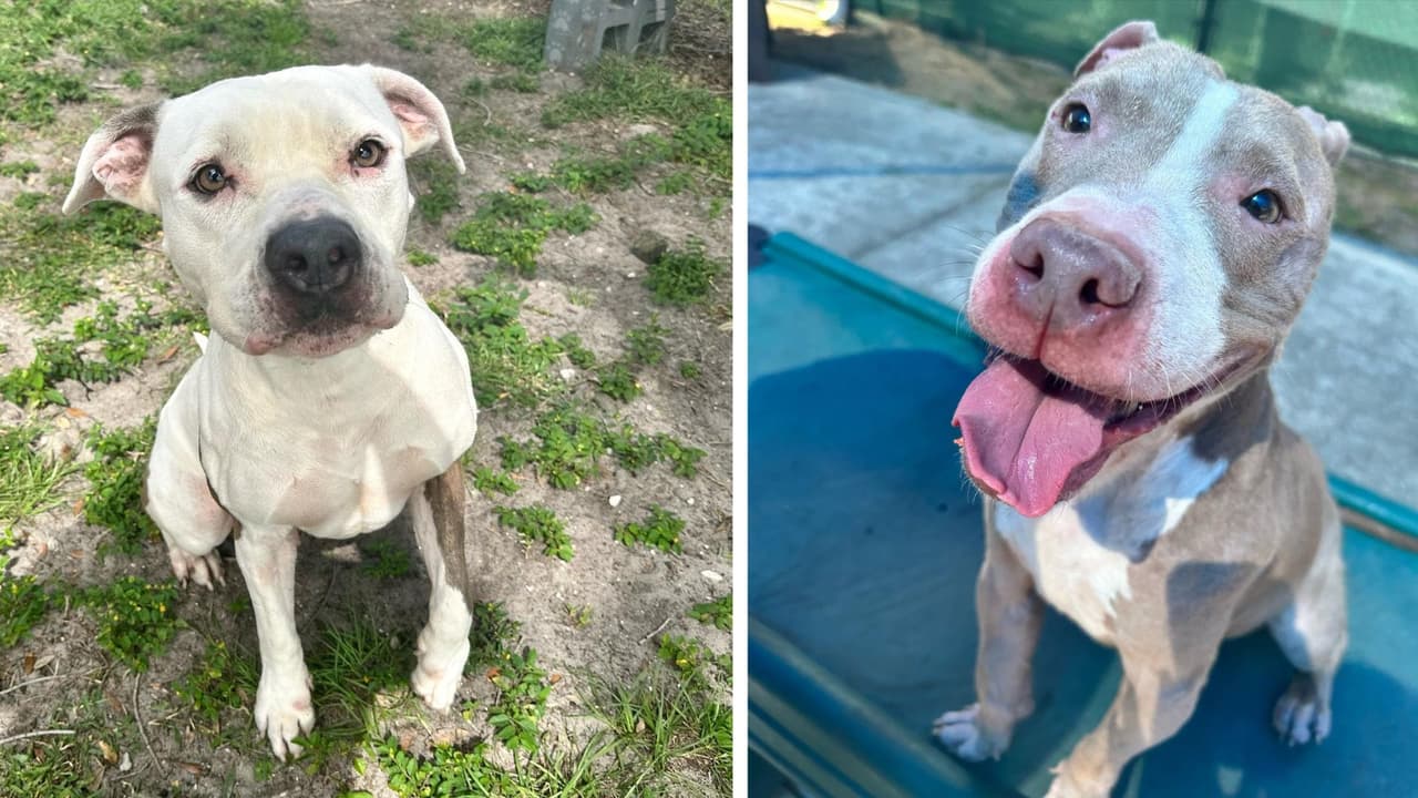 Existe otra manera de ayudar al refugio en caso que no se pueda adoptar (además de las donaciones). Todos los sábados de 9 a.m. hasta las 11 a.m. hay orientación de voluntarios para pasear perros o socializar gatos por la alta demanda y pocas manos.