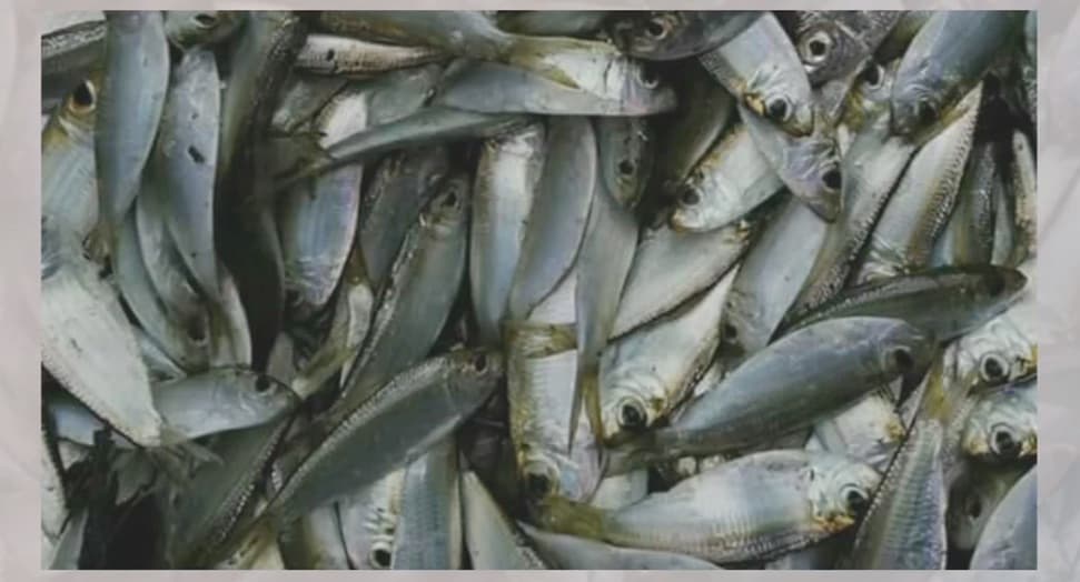 El paso de la tormenta tropical Laura (ahora huracán) por Cuba dejó al menos algo bueno a los habitantes de la isla, cuando miles de peces llegaron a la bahía de Cienfuegos, para refugiarse del inclemente mal tiempo.