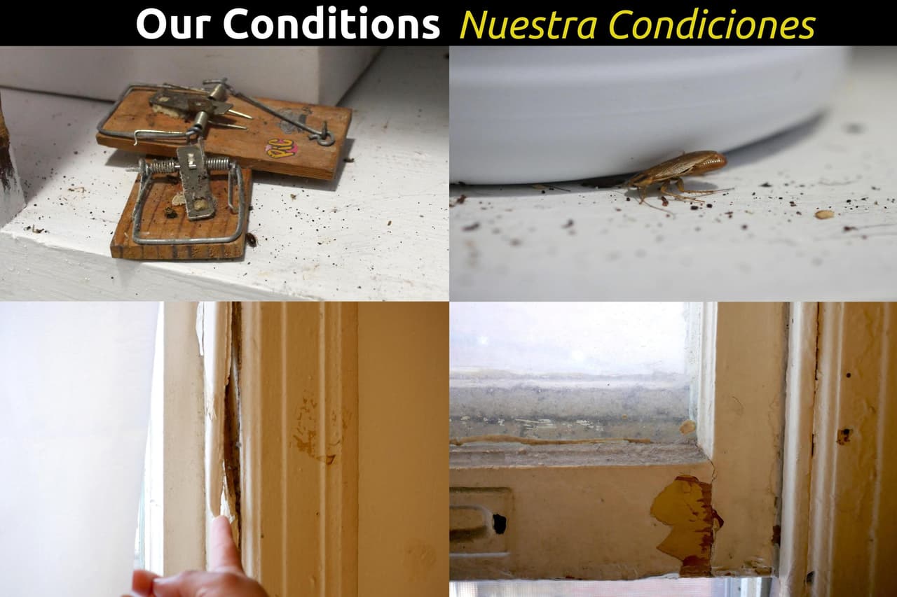 Denuncian infestación de ratones y cucarachas.