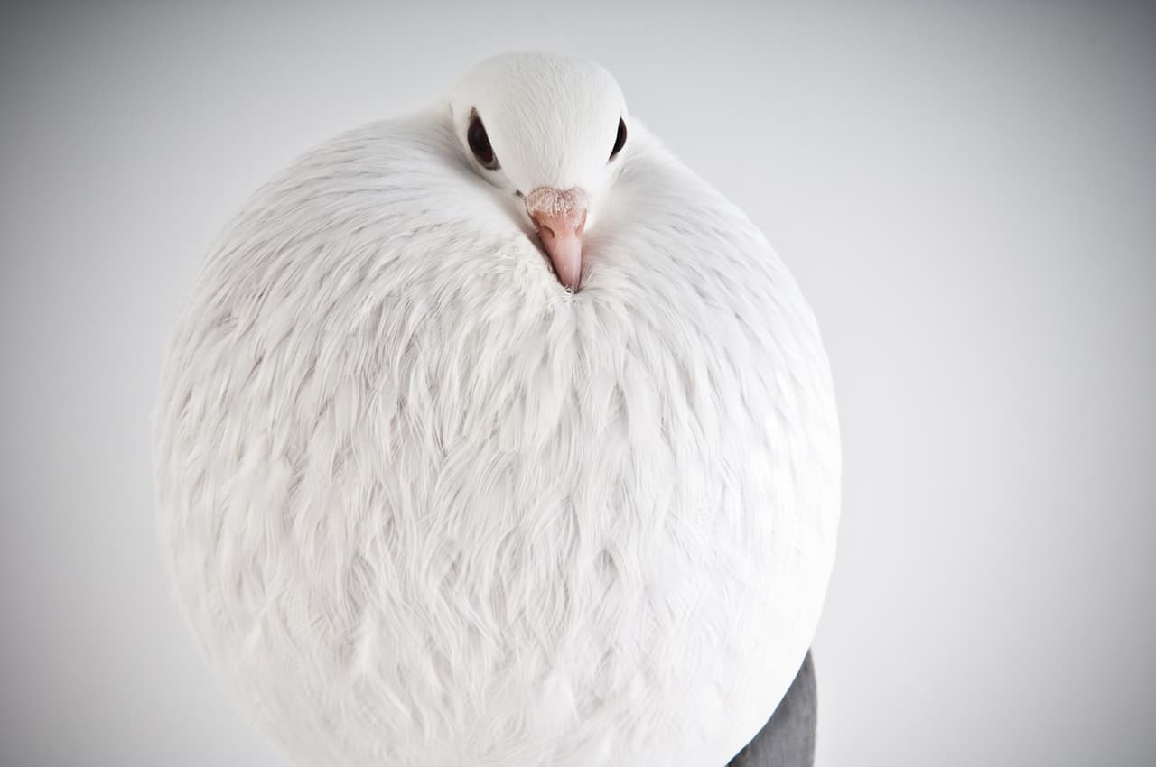 Gracias a eso, Bailey tiene la oportunidad de buscar la mejor pose.