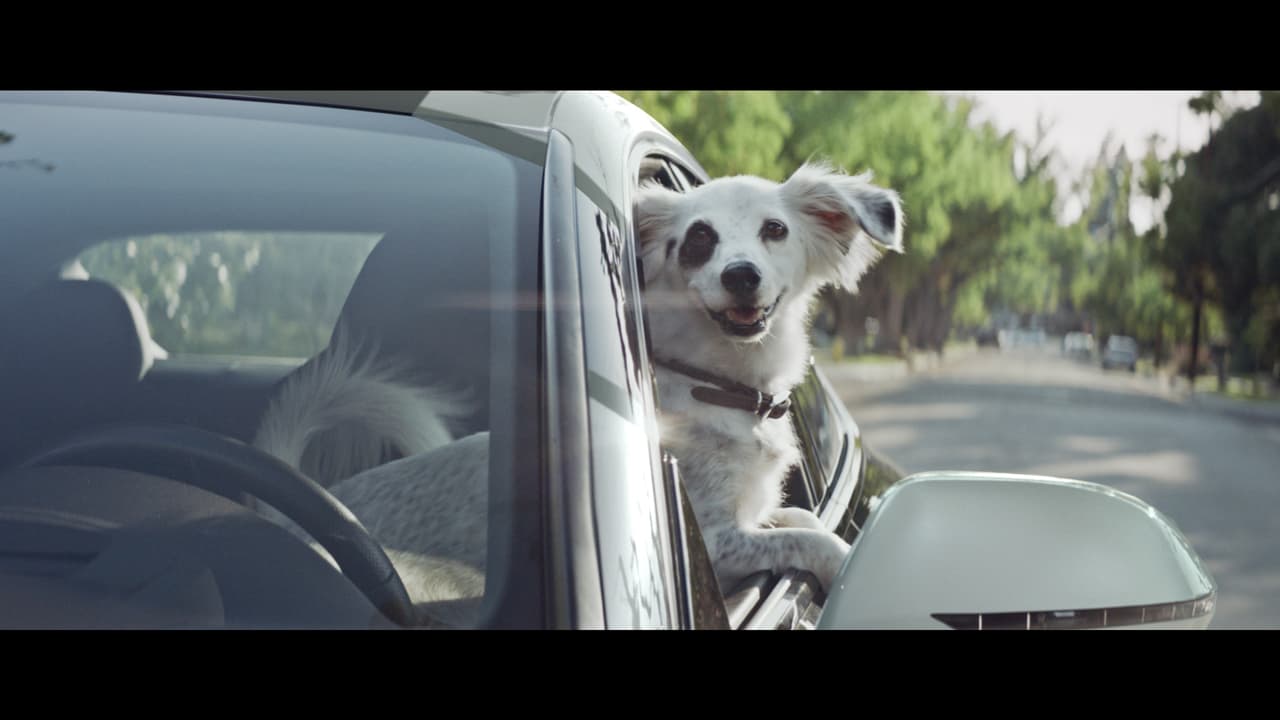 <b>Mantenerlo dentro de la cabina todo el tiempo:</b>
<br>
<br>Evita que
<b>viaje con la cabeza fuera de la ventana. </b>Es divertido (y adorable) pero el riesgo para la mascota es elevado.
<br>Podría ser impactado por algun escombro significativo, sus ojos pueden sufrir el impacto de partículas sólidas y lastimarlo y en caso de un choque el animal podría sufrir heridas graves.