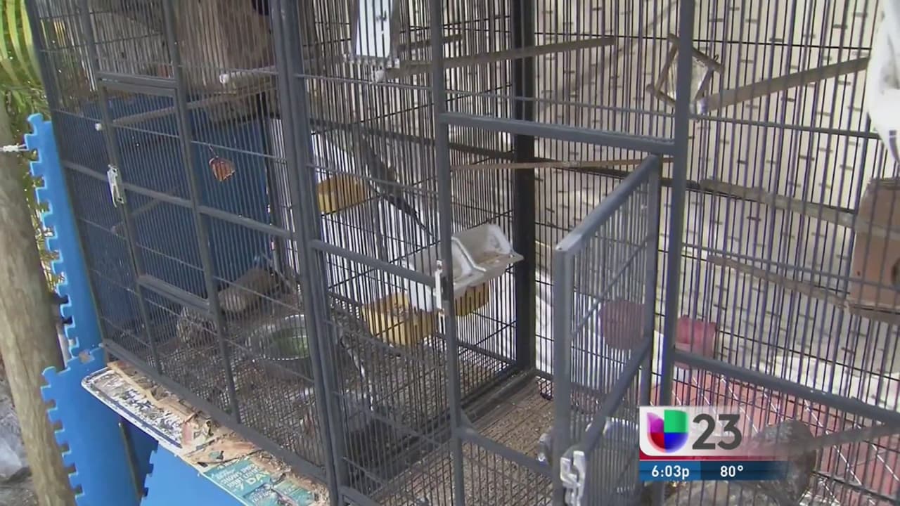 Roban 7 pajaritos de residencia de Miami