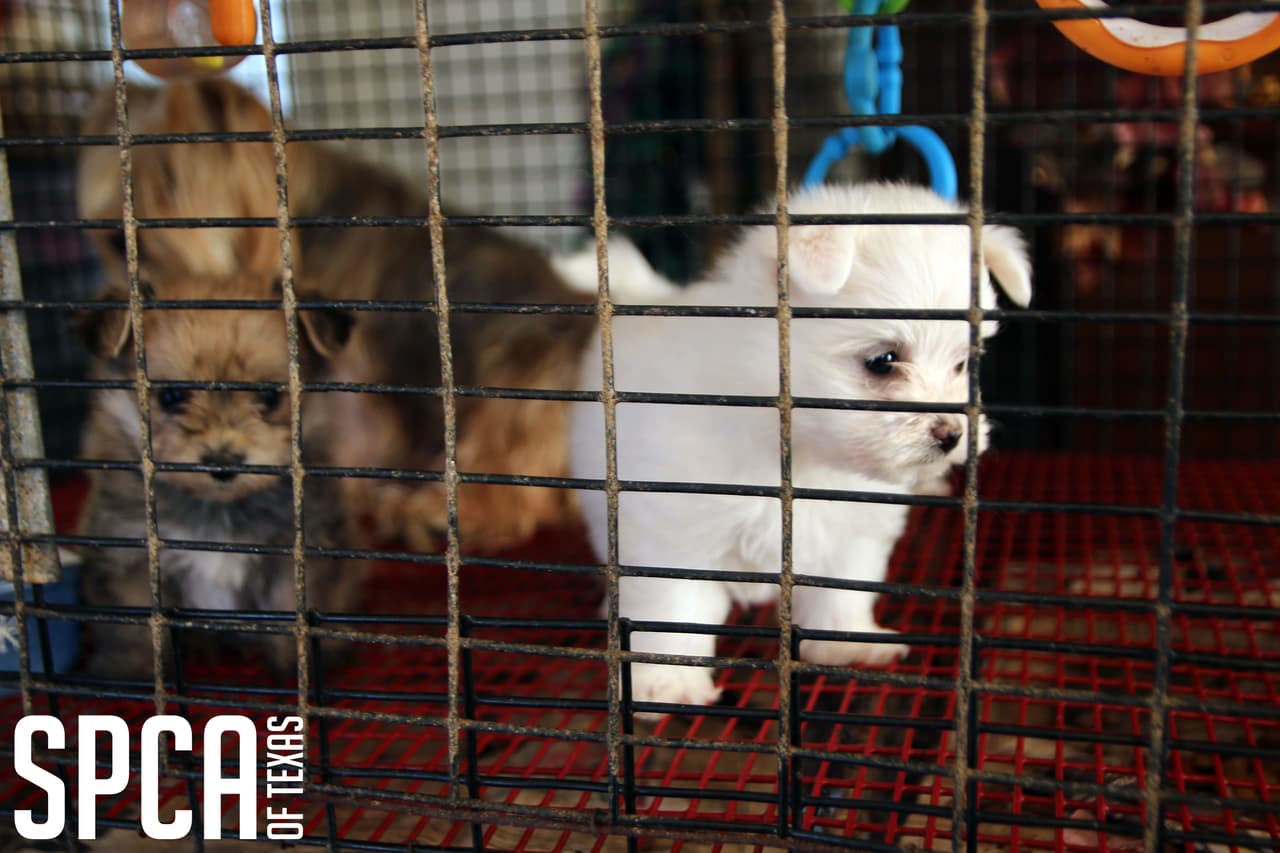 Los animales presentaban problemas de salud que iban desde pérdida de pelo y uñas largas a afecciones en los oídos y los ojos.