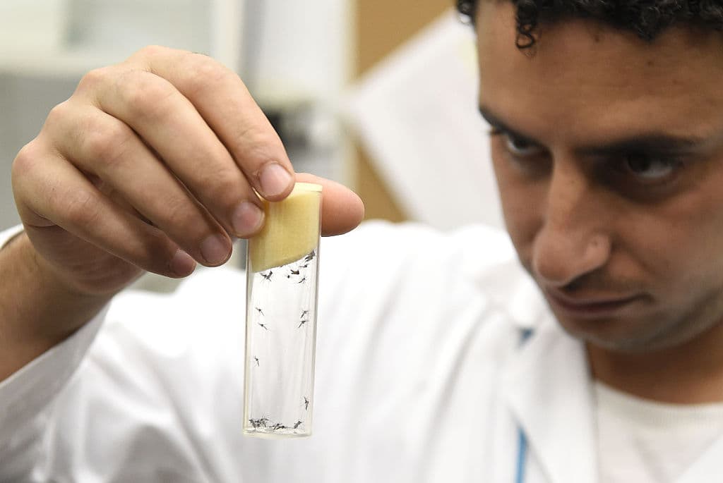 Millones de mosquitos serán "vacunados" para combatir el zika en Colombia y Brasil