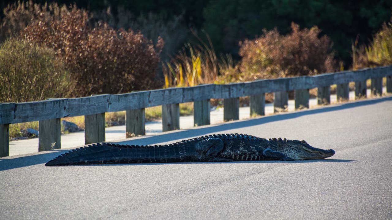 <h3 class="cms-H3-H3"><b>10. Carolina del Sur </b></h3>
<br>
<br>El estado de Carolina del Sur registró 
<b>1,001</b> 
<b>muertes vehiculares</b> durante 2019, 35 muertes menos que en 2018. De ese total, 285 muertes (28%) fueron causadas por el consumo de alcohol.