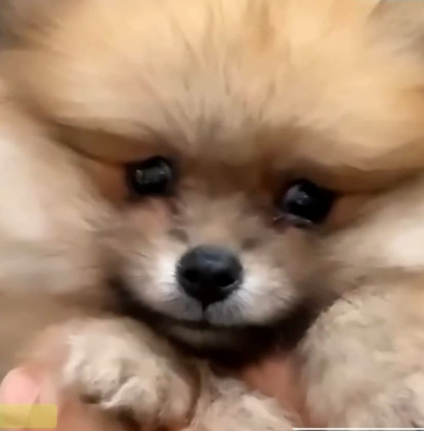 Carlos dijo que la pequeña cachorrita llegó a su hogar como un regalo para doña Merle, su madre.