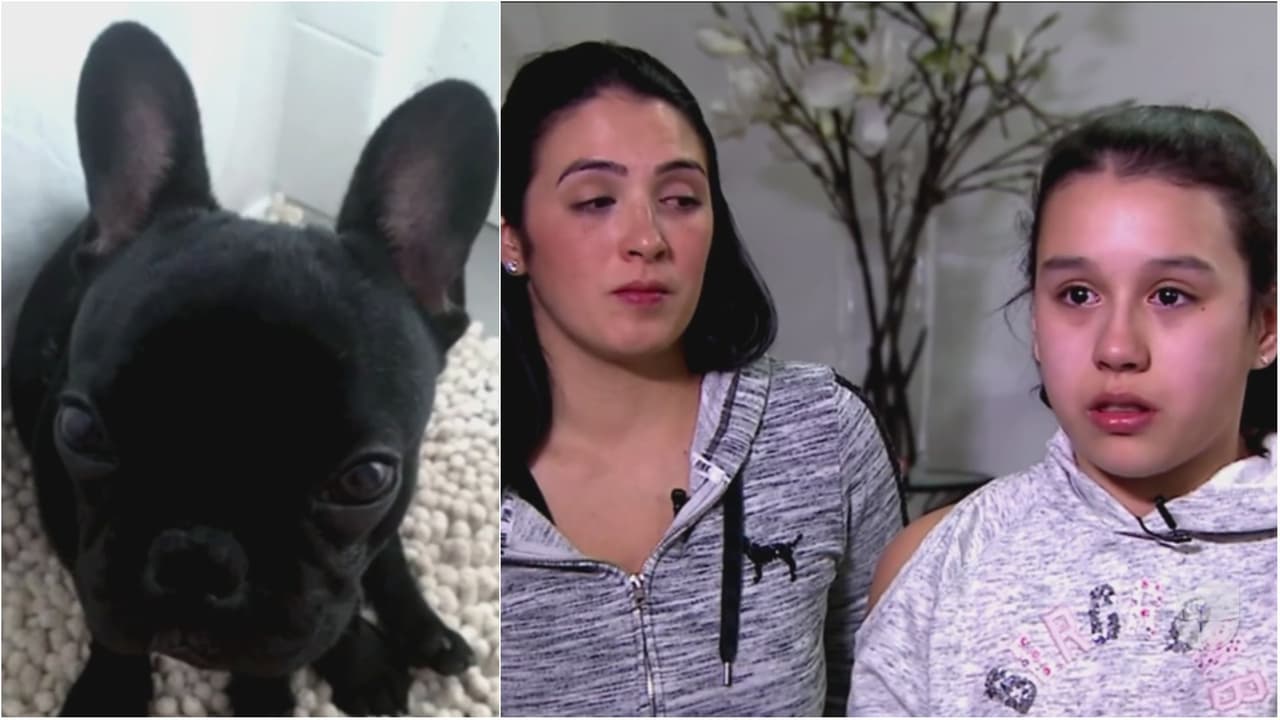 Niña sufre por su cachorro muerto en vuelo de United y acusa a la azafata de mentirle