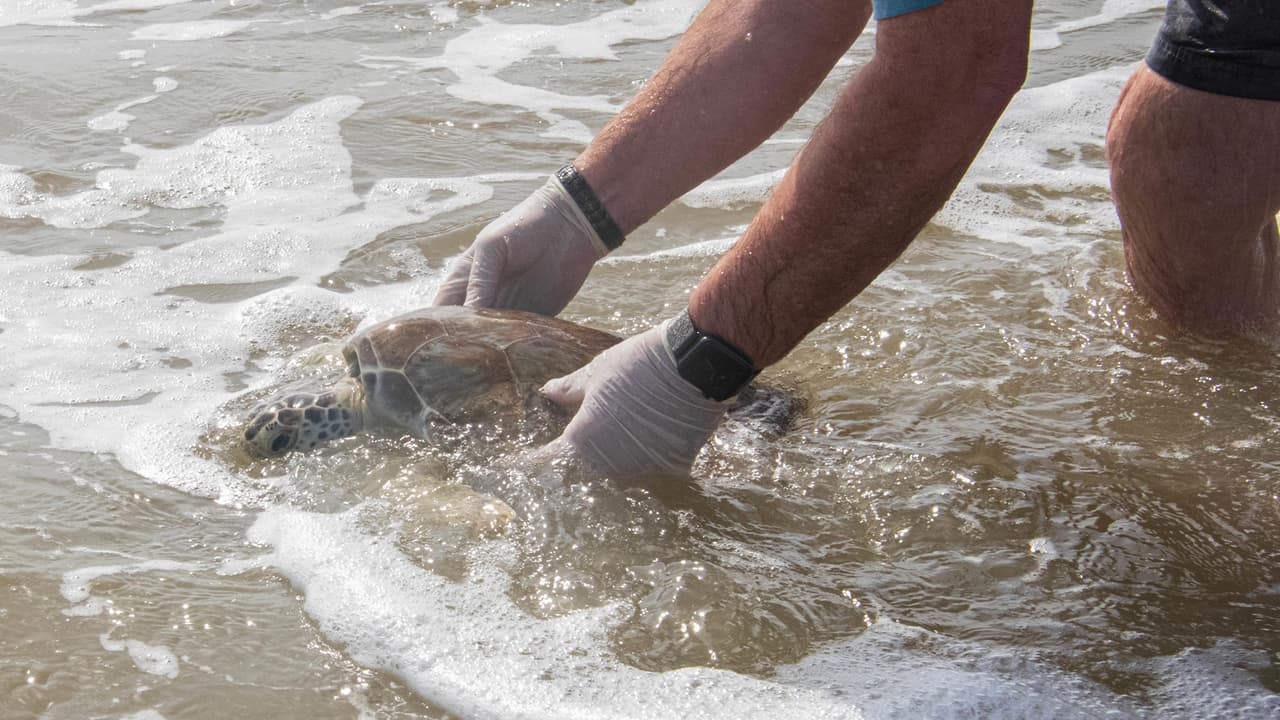 Hay cinco especies de tortugas marinas que habitan en el Golfo de México, y todas están amenazadas o en peligro de extinción. Incluyen la tortuga lora, la tortuga laúd, la tortuga carey del Atlántico y la tortuga boba.