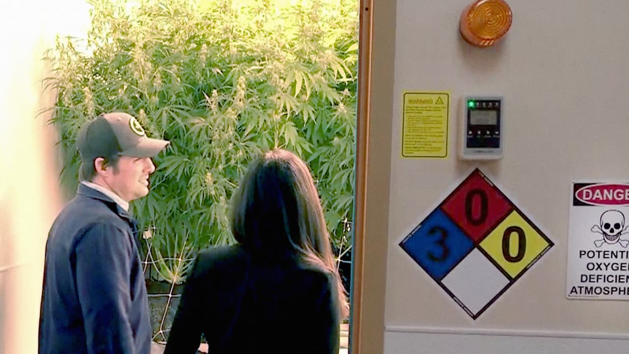 Abre sus puertas el primer dispensario de marihuana medicinal de Texas 