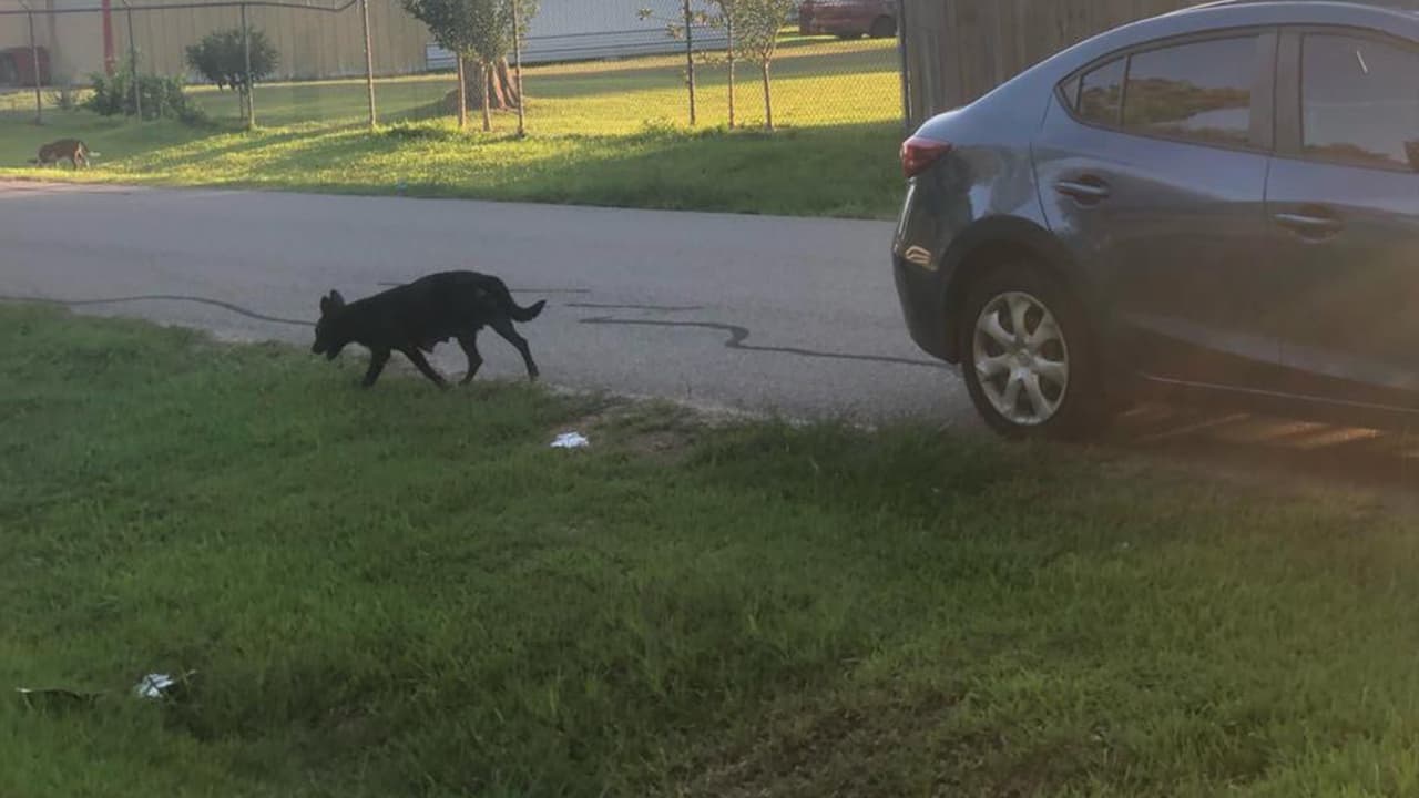 El ataque ocurrió en la cuadra 4300 de Mark Terrace Lane. En videos de vigilancia se muestra como los perros siguen a 
<a href="https://www.univision.com/local/houston-kxln/freddy-garcia-ataque-de-perros-muertes-houston-fort-bend" target="_blank">García hasta morderlo</a>.