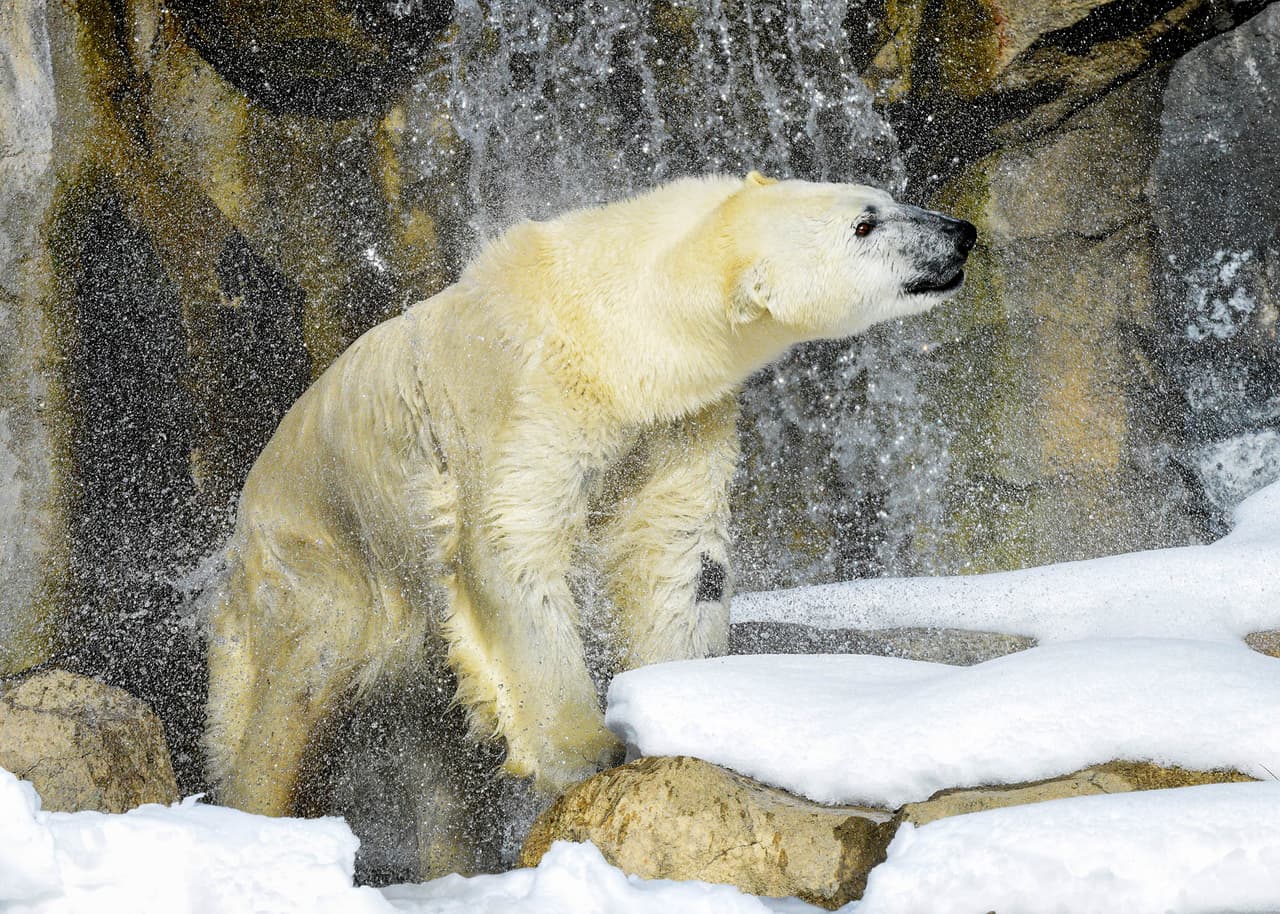Nan, la osa polar que estuvo más recientemente en el zoológico de Brookfield, fue transferida recientemente al zoológico y conservatorio de Como Park en St. Paul, Minnesota, también en base a una recomendación del SSP, según informó el zoológico de Brookfield.