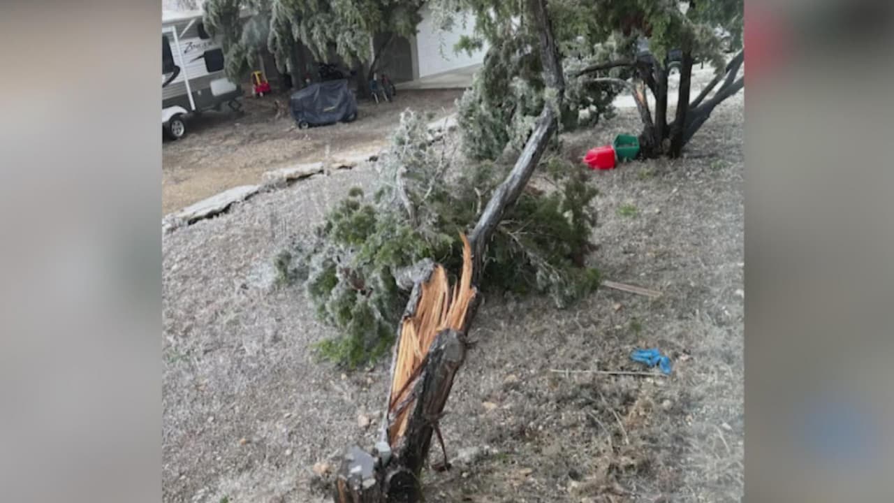 Hielo provoca caída de varios árboles y daños en Bulverde