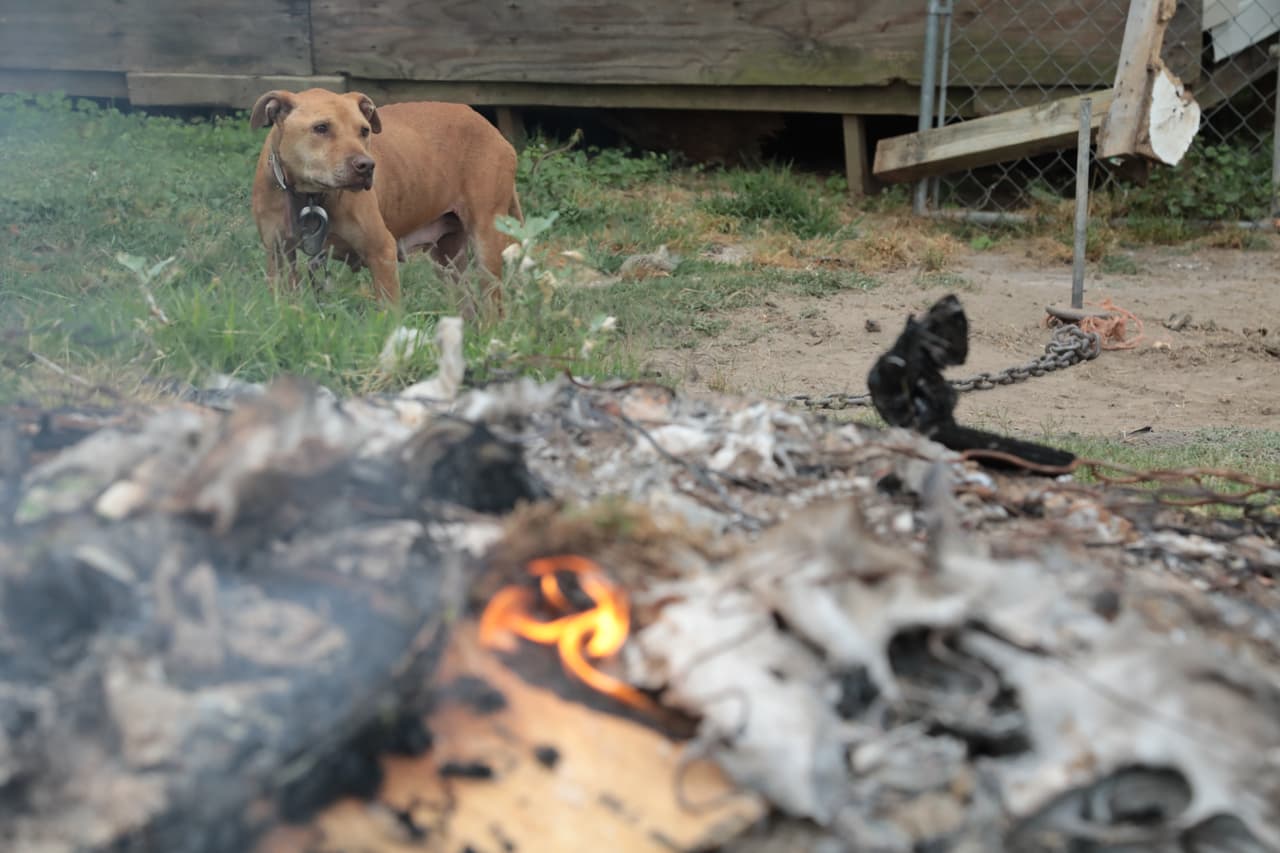 Los criadores suelen tener varios perros para tener una “reserva” de distintos pesos en ambos sexos que les permita apostar más de dos veces por año, vender cachorros con ciertos rasgos y hacer un linaje.