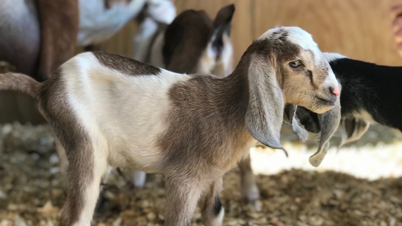 “Vota reaccionando y compartiendo esta publicación”, señala la organización en la red social.