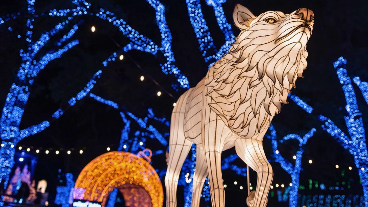 Dallas Zoo Lights presentado por Reliant, una de las tradiciones navideñas más esperadas de la ciudad, regresa este año con una experiencia aún más mágica.
<b>Desde el 22 de noviembre hasta el 4 de enero, el zoológico se transforma en un mundo de luces con más de 2 millones de destellos y nuevas exhibiciones inmersivas</b> que cautivarán a toda la familia.